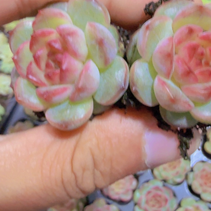 葡萄珍妮五颗一组