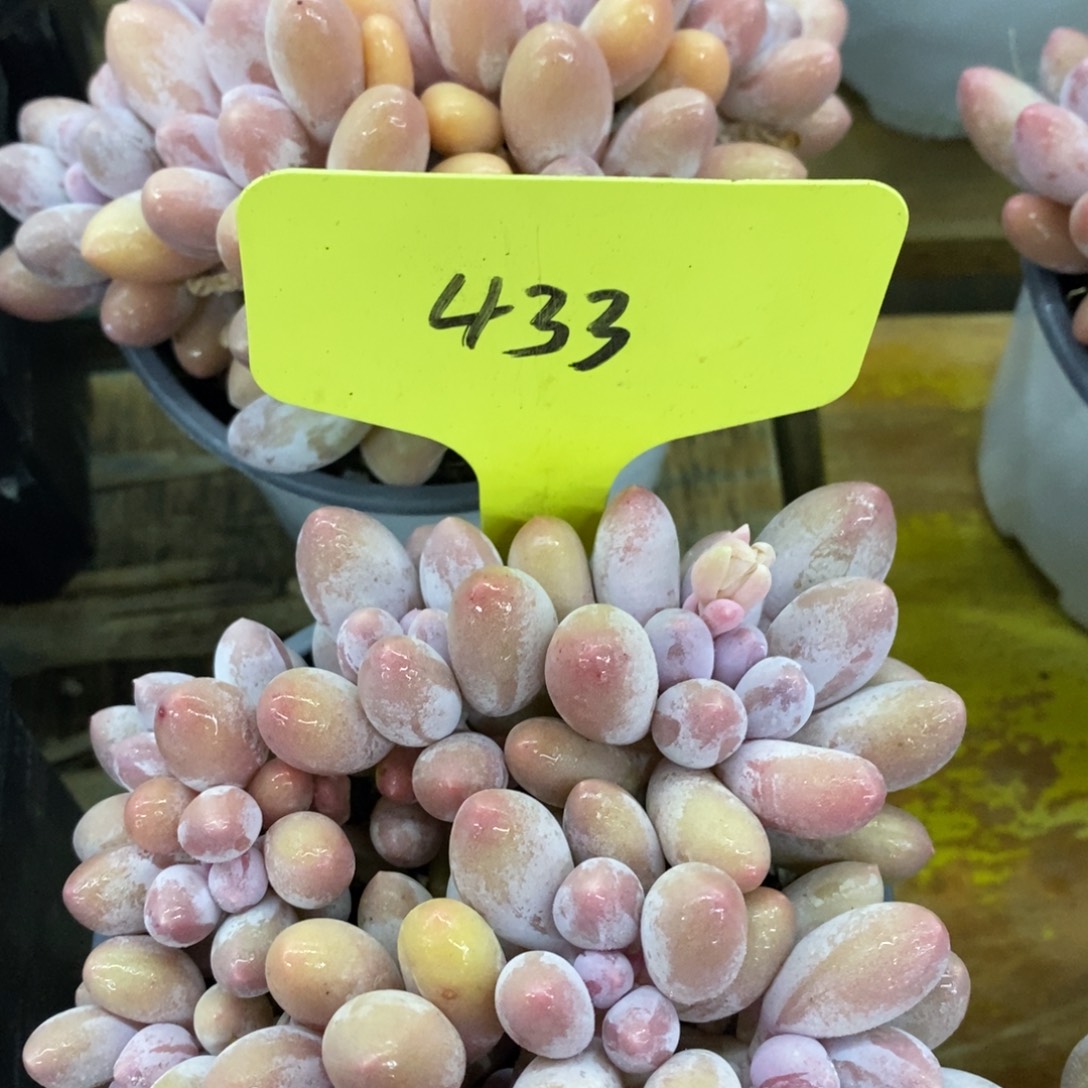 开心多肉，首播第一场，欢迎