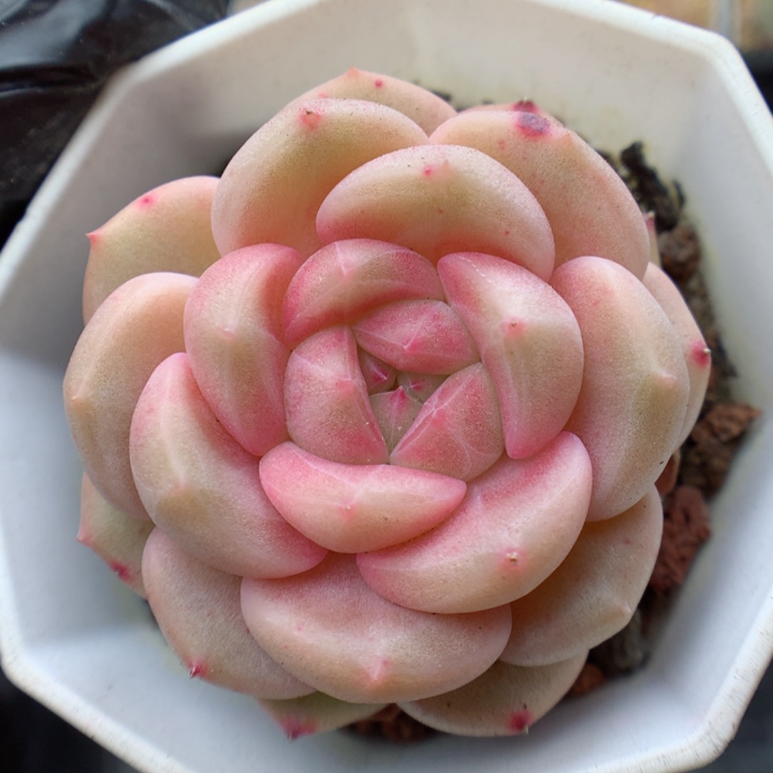 多肉植物。 糖心14