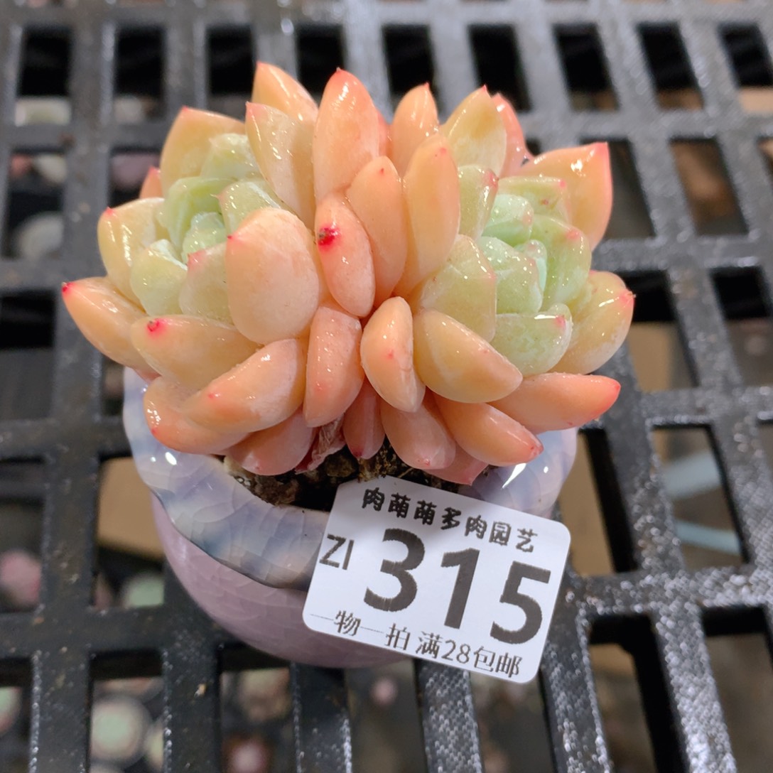 肉萌萌拇指盆精控多肉ZI315