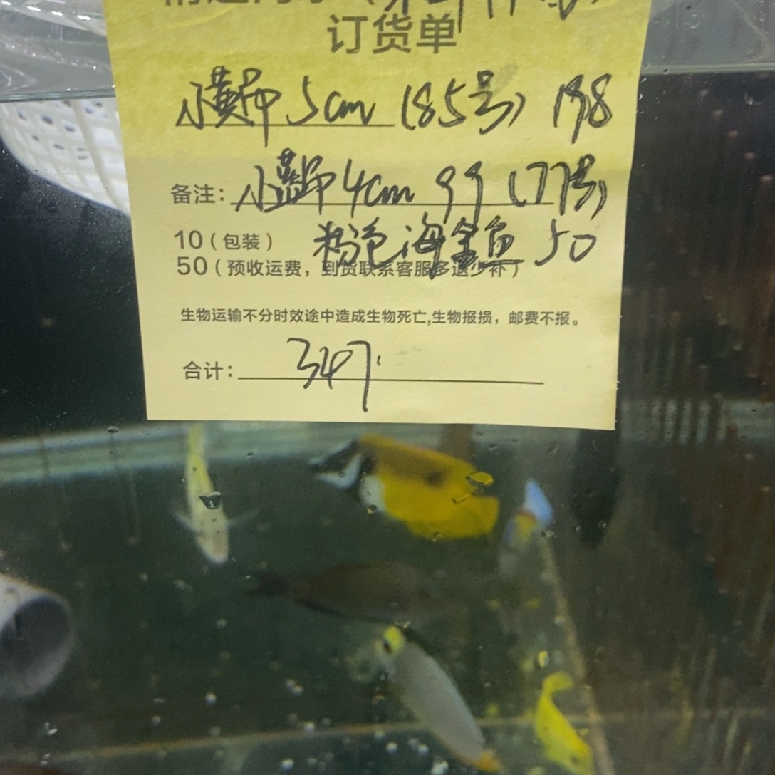海水鱼黄吊5cm85号码➕蓝吊4cm77号➕粉色海金鱼