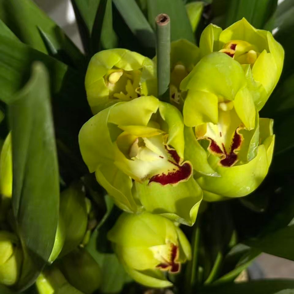 【云】往日回忆兰花室内盆栽开花久易养绿植花卉