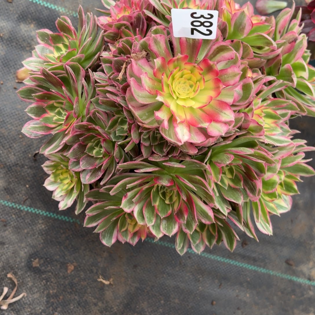 382海鲜多肉植物福利