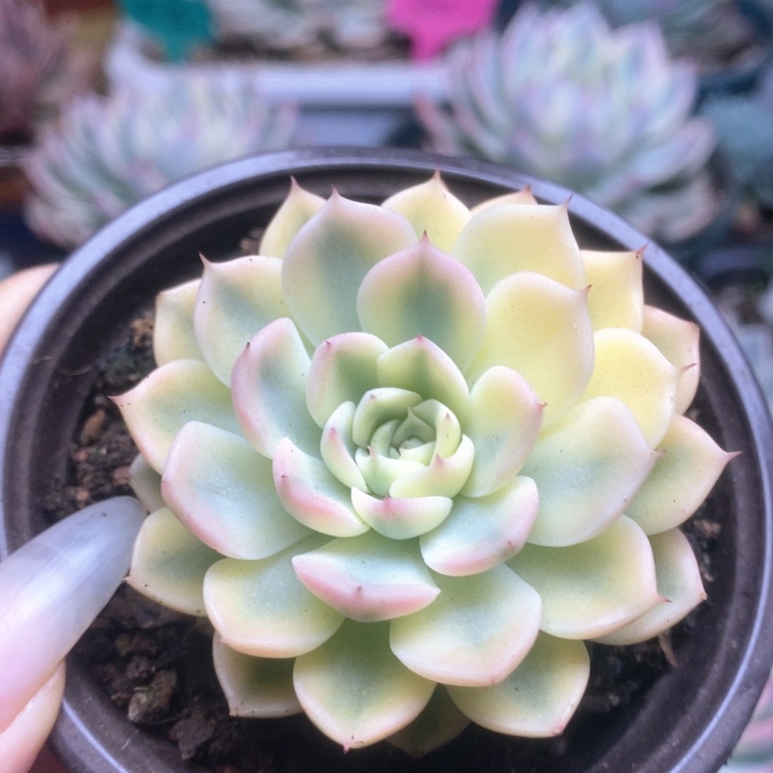 038沙罗姬锦锦锦锦锦