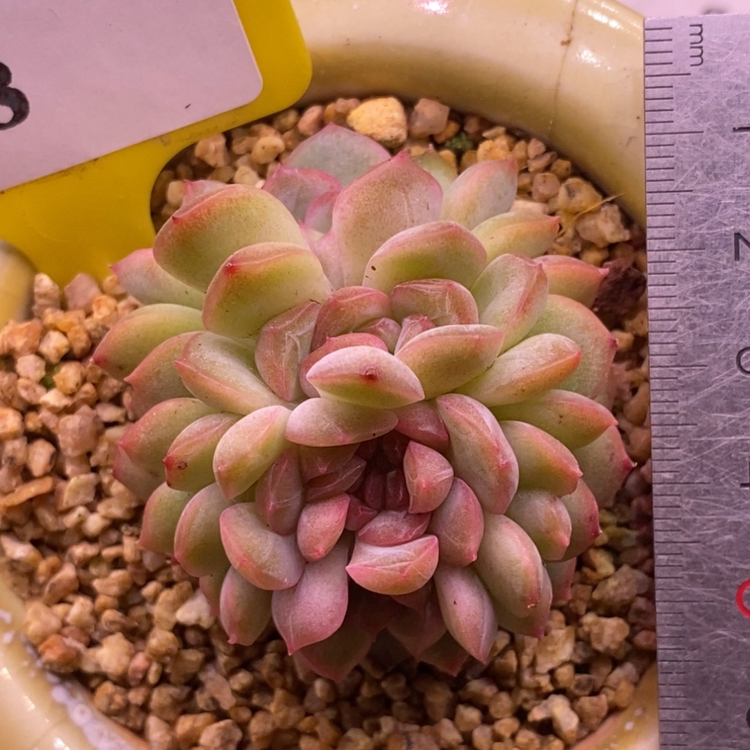 18琴心缀化，多肉精控