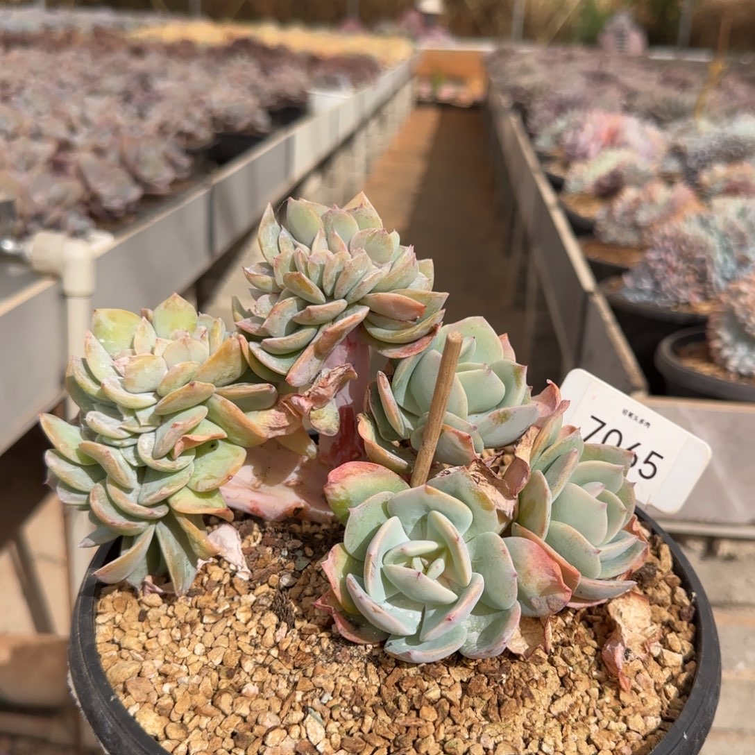 7065。      白凤缀。   