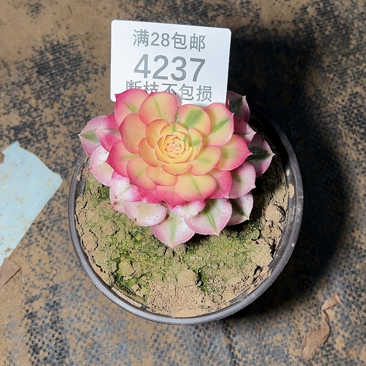 矜***姐4237倾城多肉植物