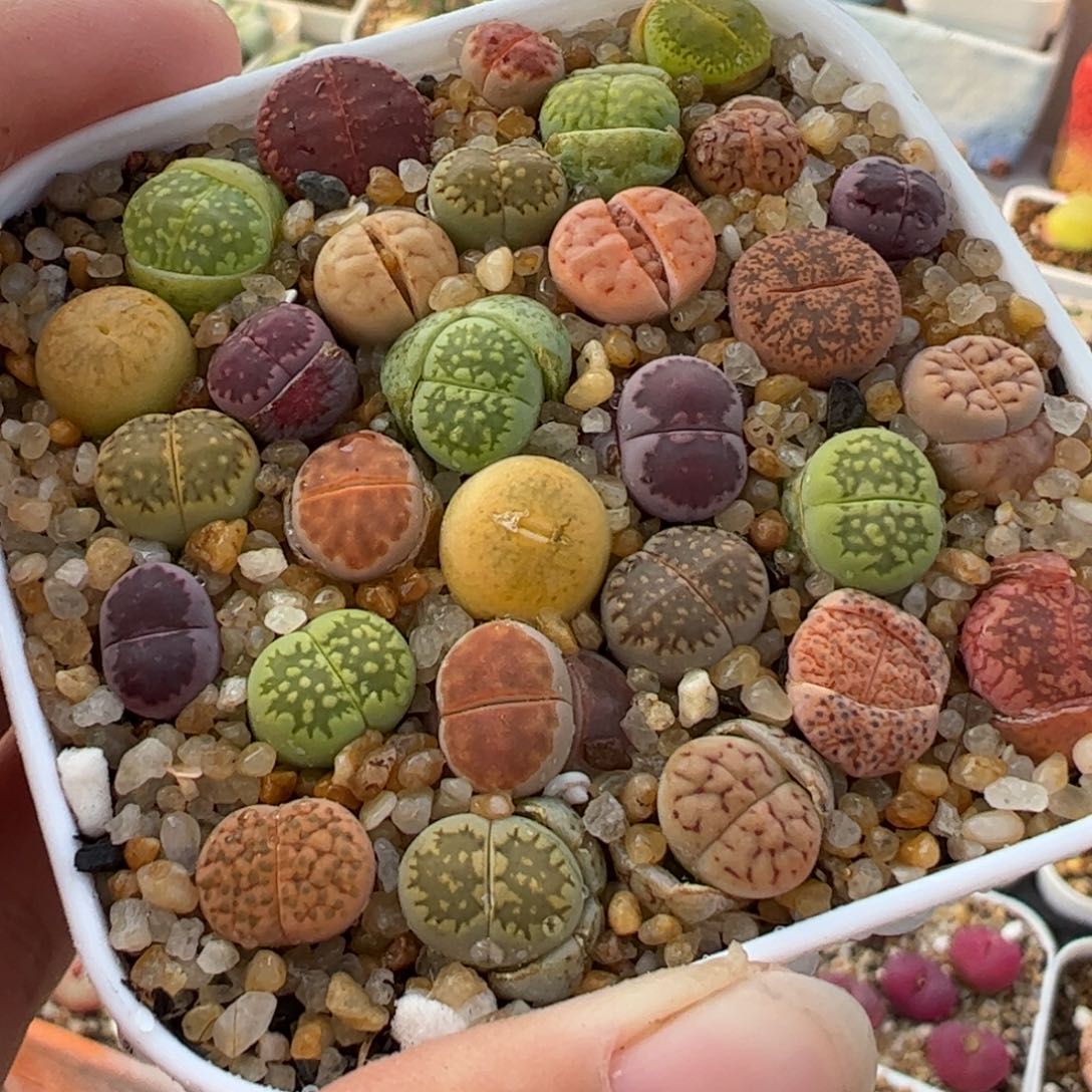 961多肉植物百科