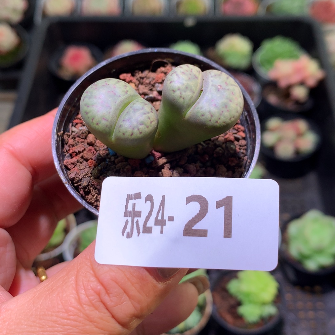 乐然24-21 生石花 不包整