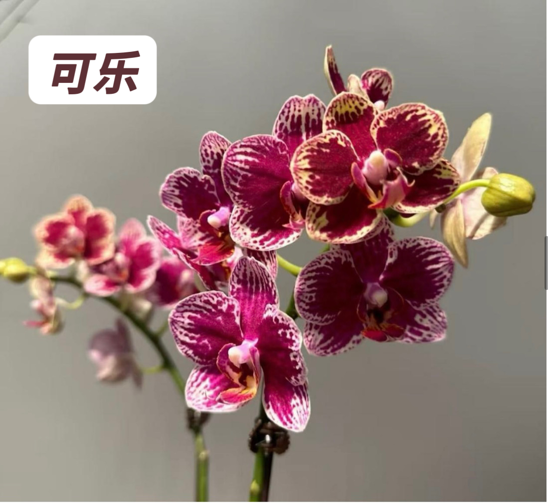 蝴蝶兰-【可乐】苗子3.0寸加高杯原杯发（无花无梗）