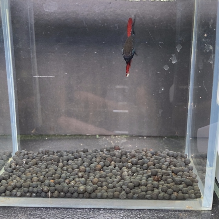 斗鱼泰国斗鱼293号