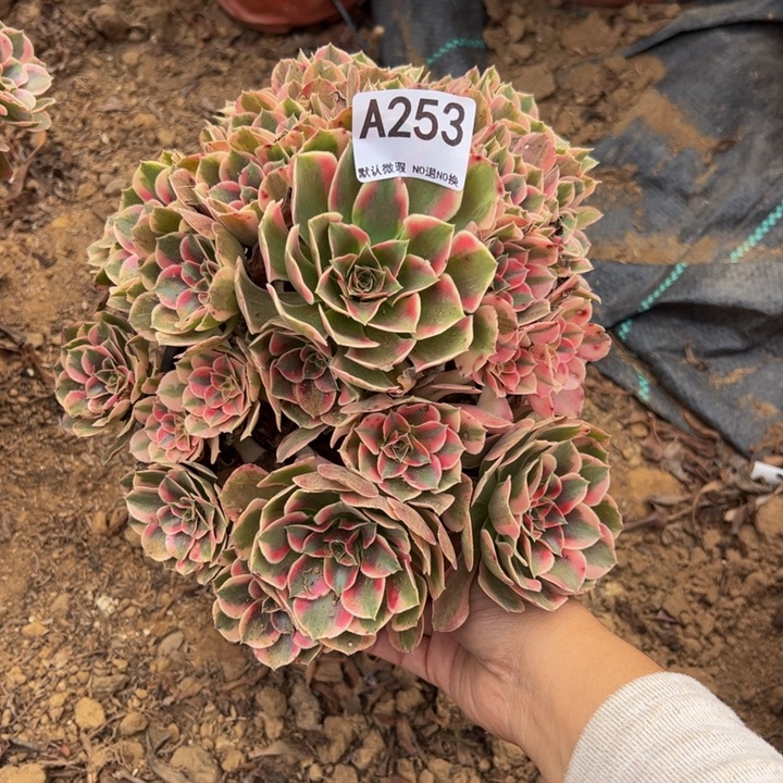 女郎多肉植物253.