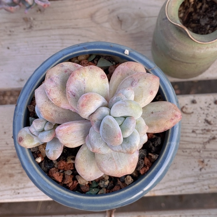 香水石化锦一颗111