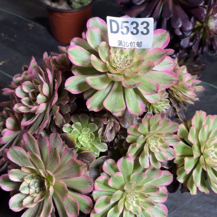 瑞妈一物一拍533