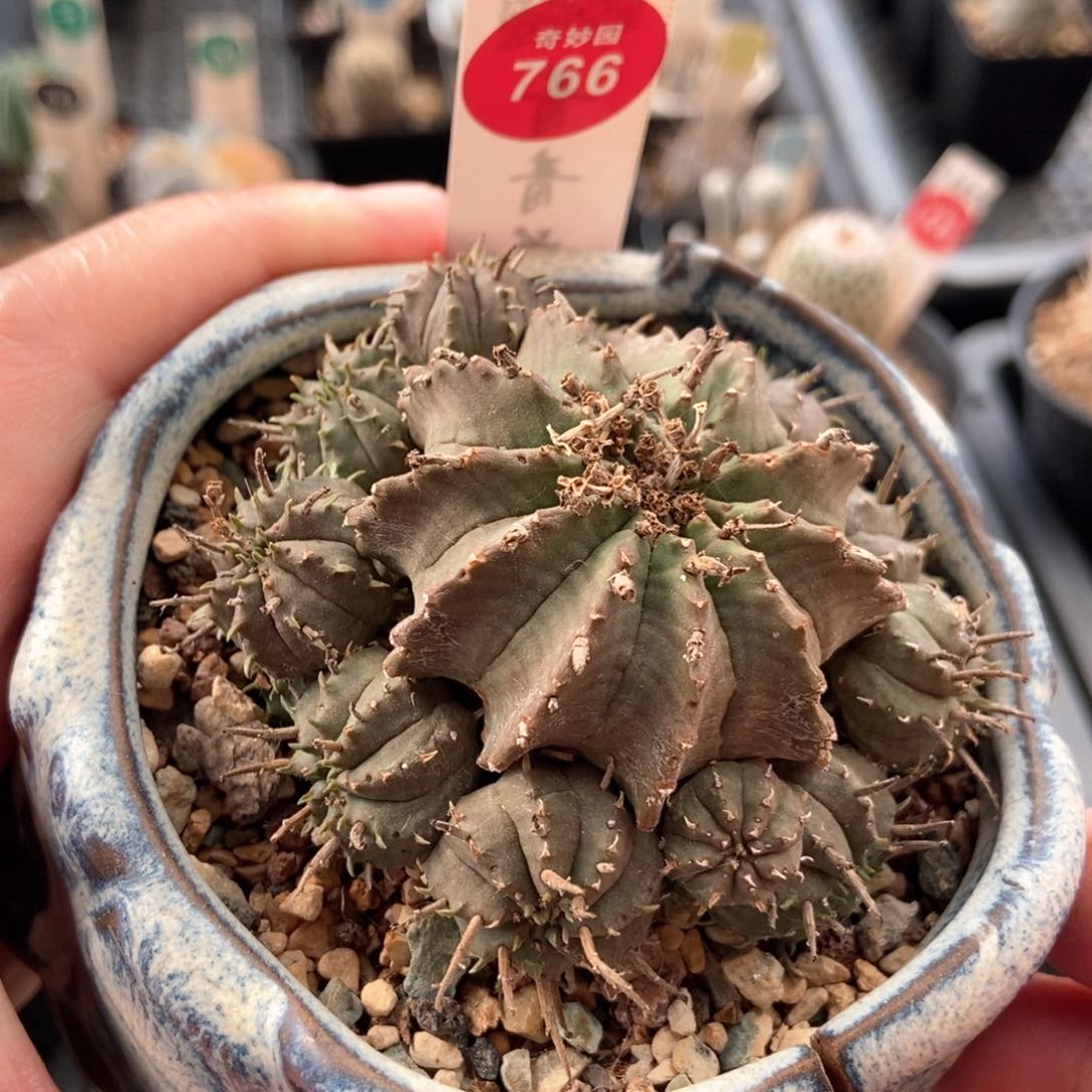 贵青玉杂法利达群6.6cm