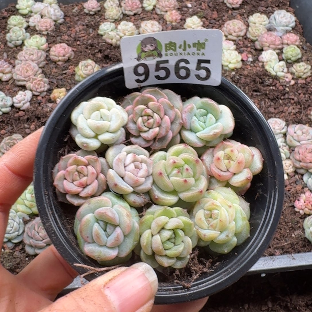 多肉植物多肉植物