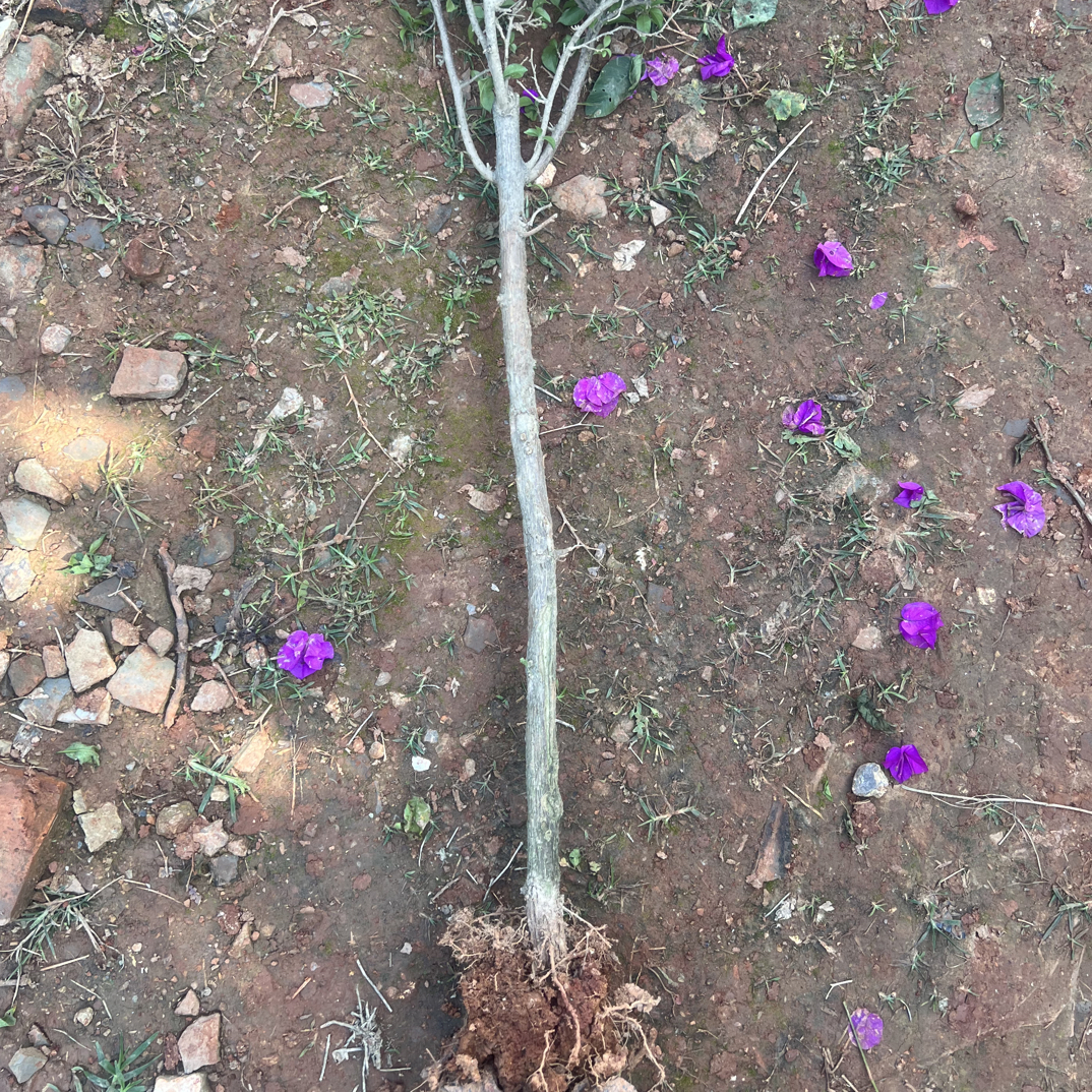 【云南紫三角梅】修剪枝叶 带护心土球发货