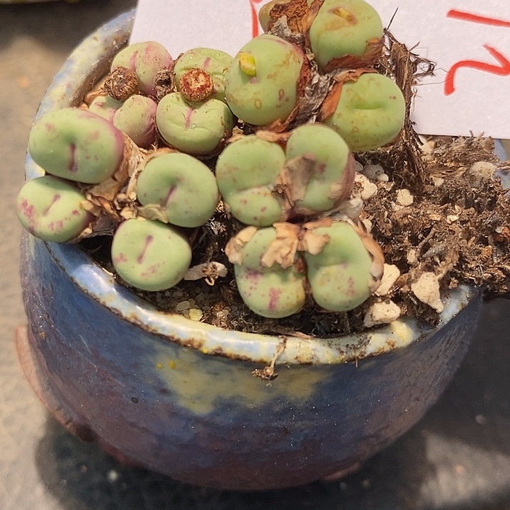 2117贝特芬小红嘴一群
