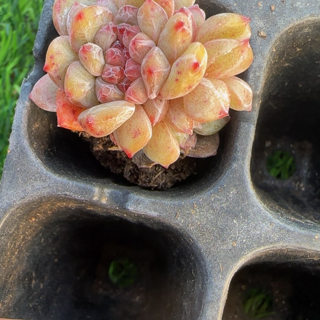 ￴***柔283号一物一拍特价福利