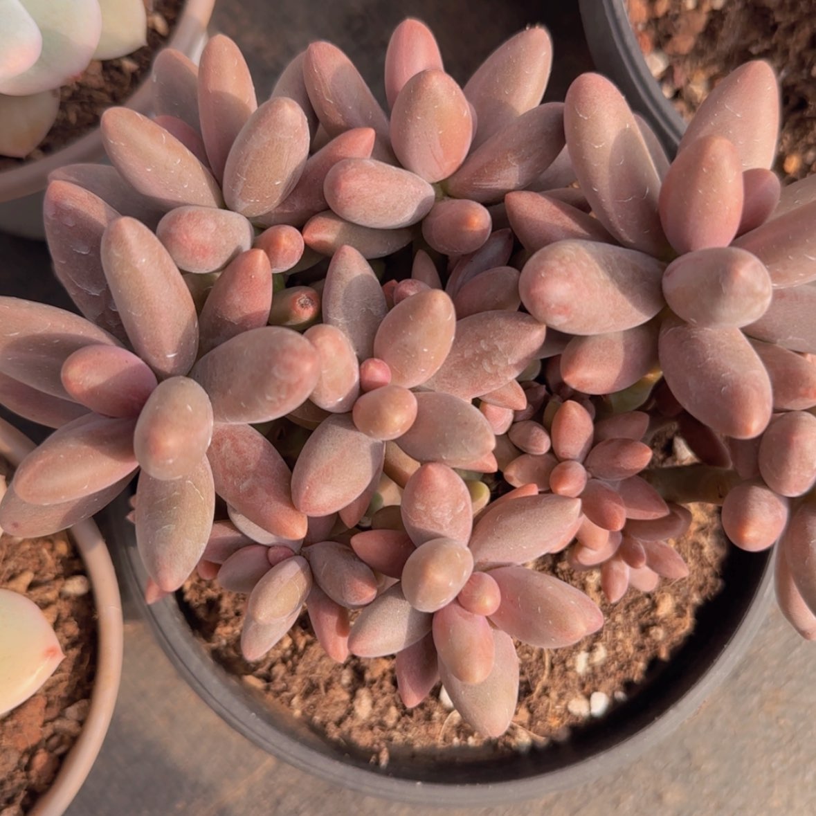 【闪购商品】糖果美人29.9