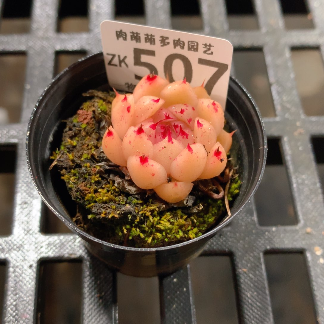 肉萌萌拇指盆精控多肉ZK507