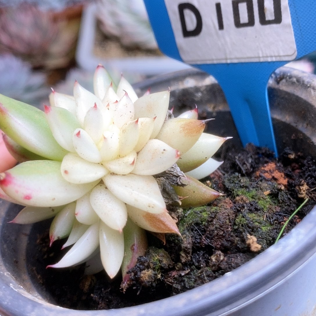 D100东云锦锦锦锦锦锦