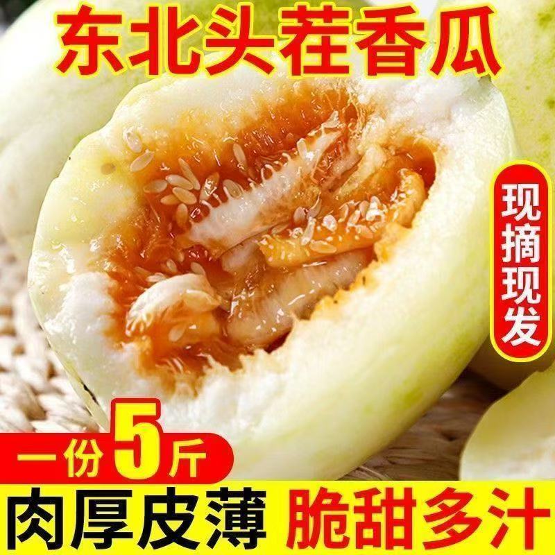 【厂家直播专用】东北头茬新鲜香瓜自然清香甘甜可口当季水果