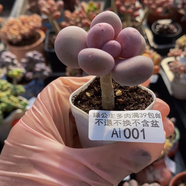 丸叶桃蛋1001多肉植物