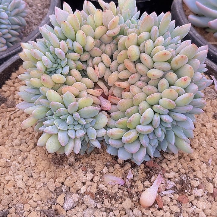 一物一拍星影缀化