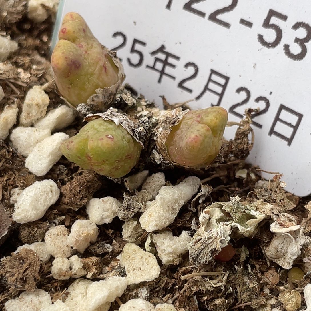 22-53鹿角斑马多肉植物