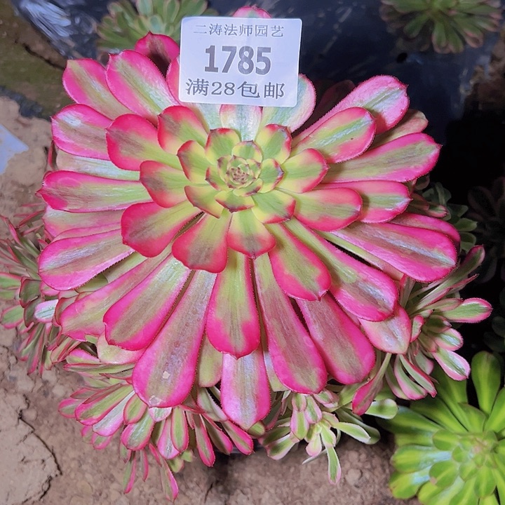 1785舞天姬多肉植物老桩