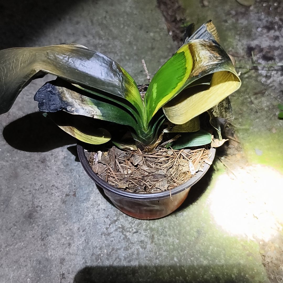 知***子完全开放斑苗一颗残叶特惠