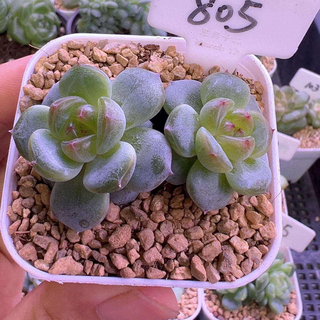 805号甜心 晗雨多肉