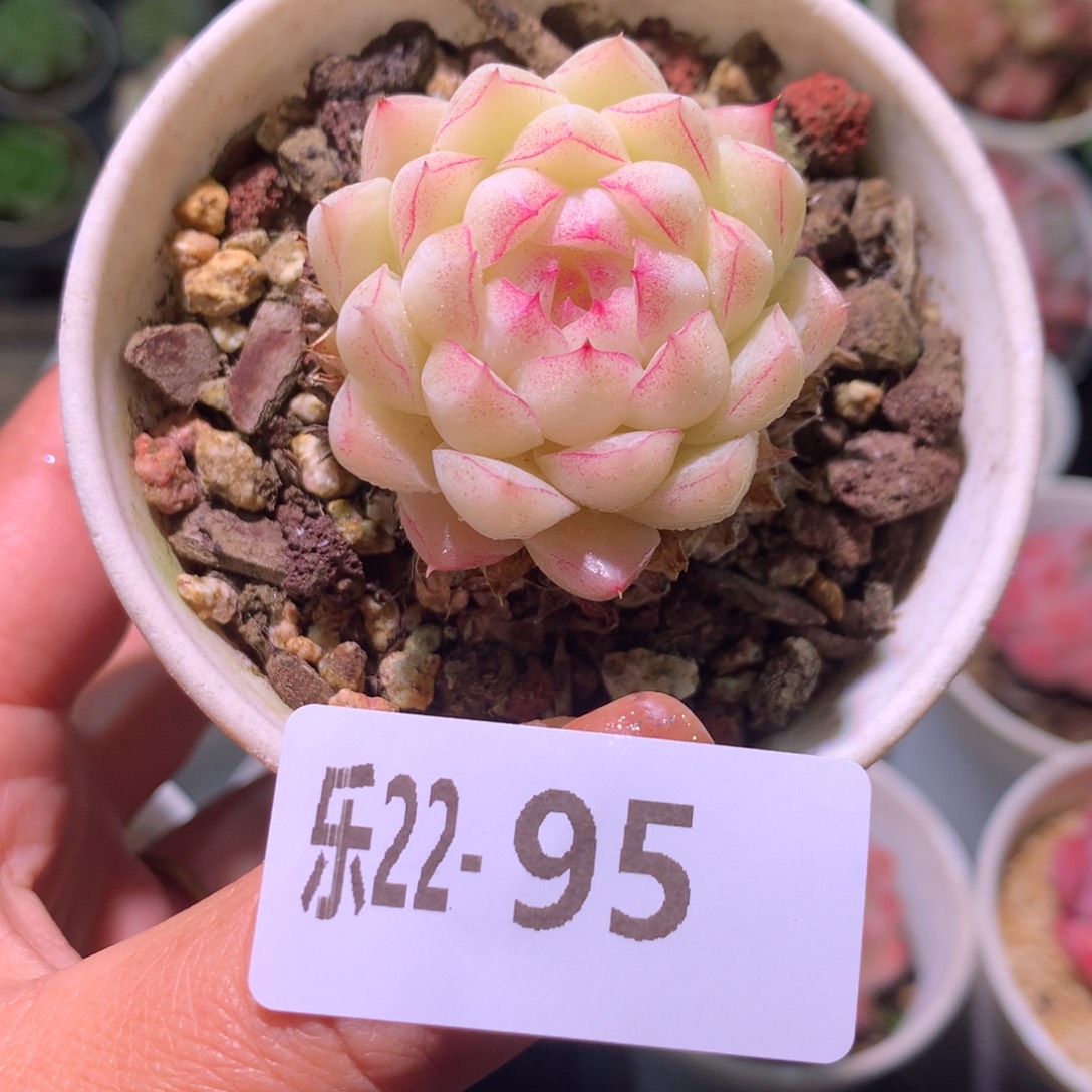 乐然22-95 妖精女王 