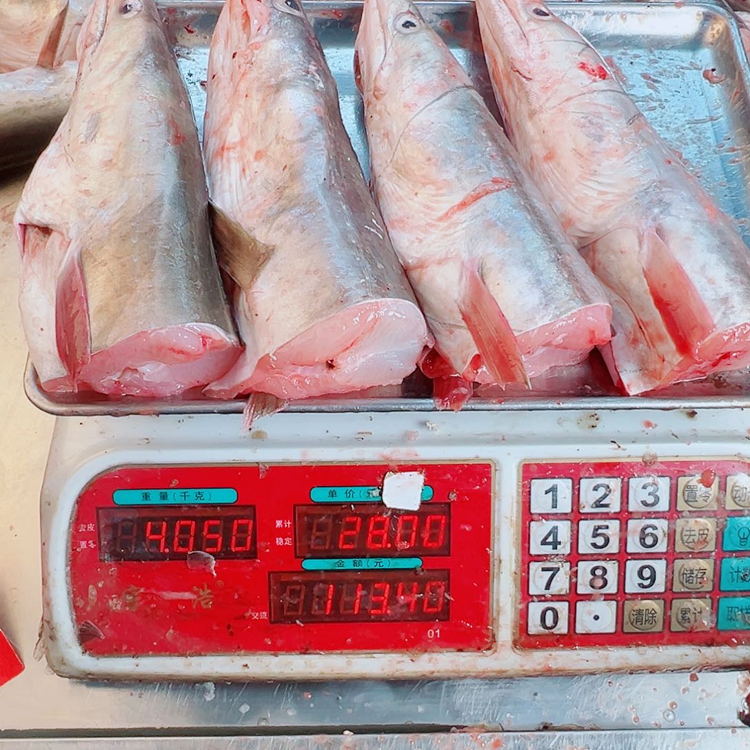 中国大陆四个鳗鱼头