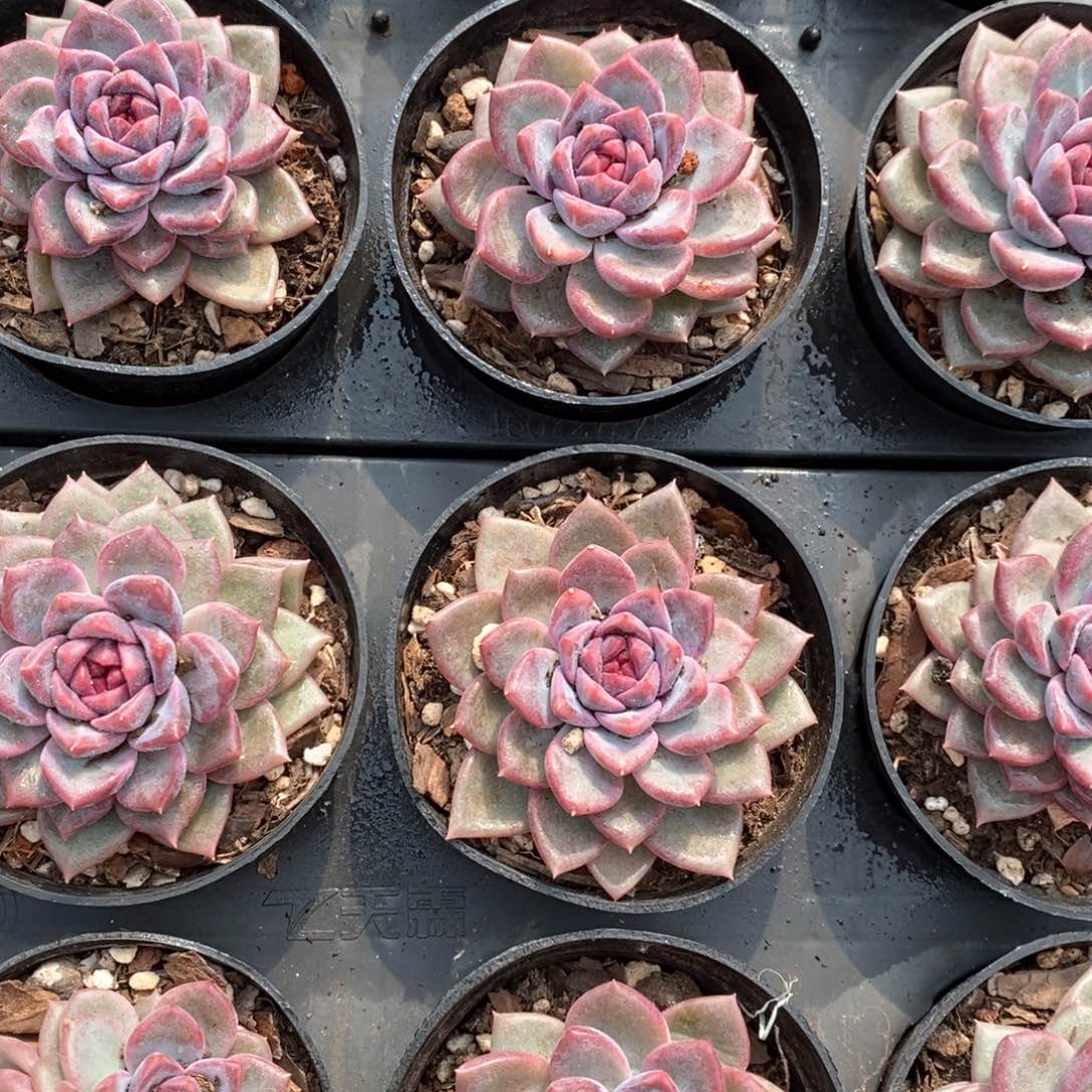 142红星五号 福利多多