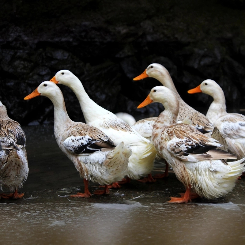 营养丰富年夜饭必备湖泊散养雪雁鸭