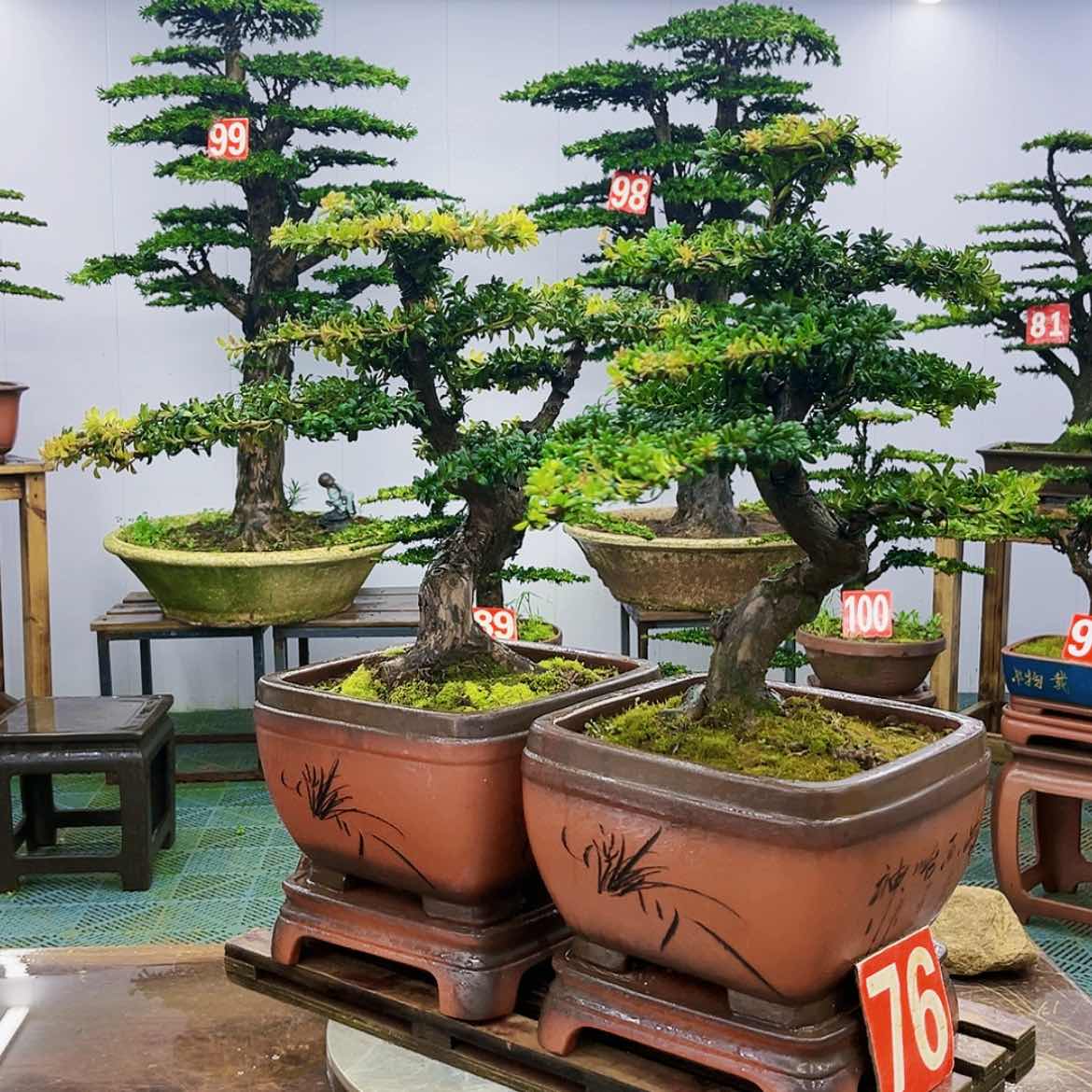 【闪购商品】罗汉松盆景艺术展等