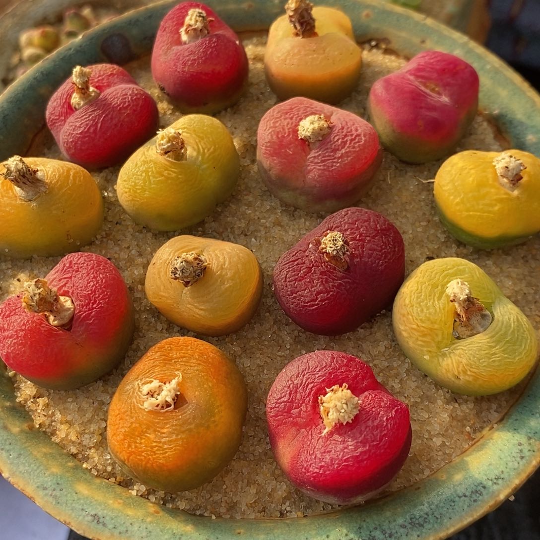 334母本彩蟠桃一组。    