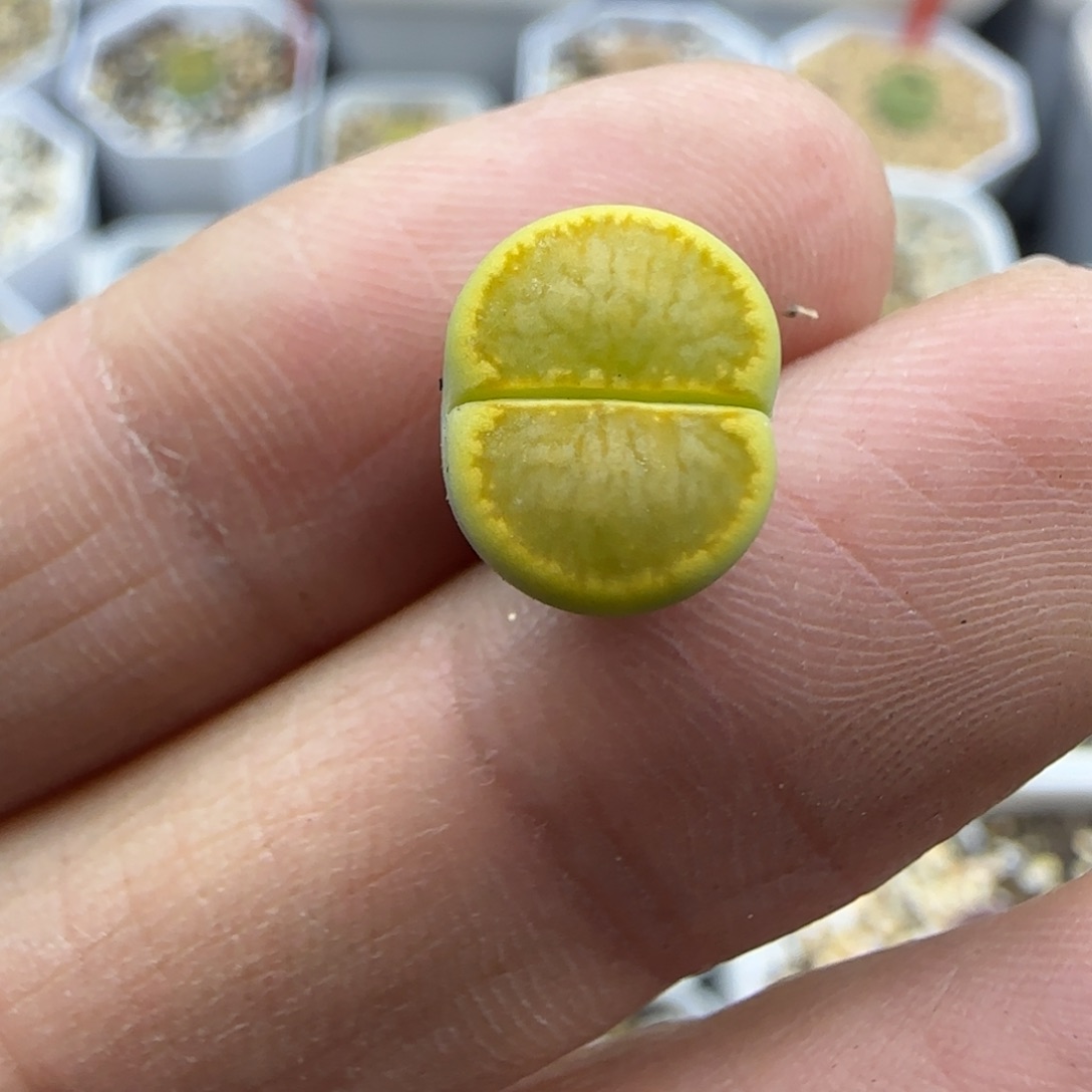 下班福利生石花30包邮