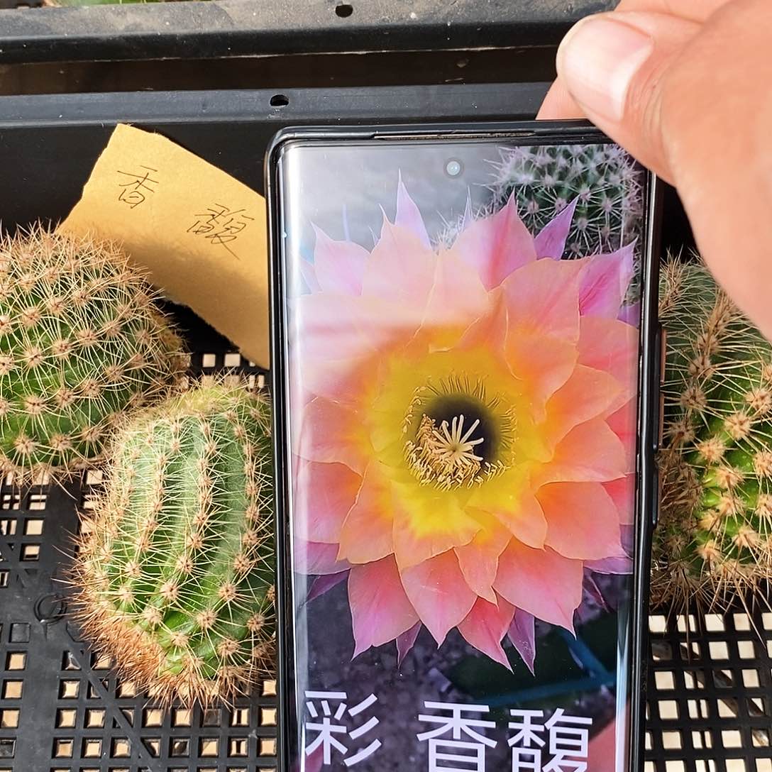 彩 香馥/侧芽歪20包邮/5公分