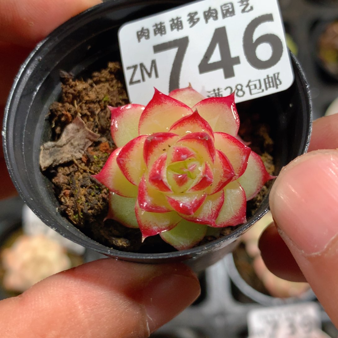 5CM拇指盆精控多肉ZM746