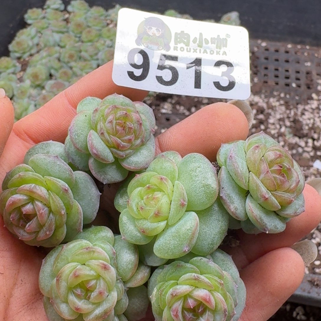 b***o多肉植物多肉植物