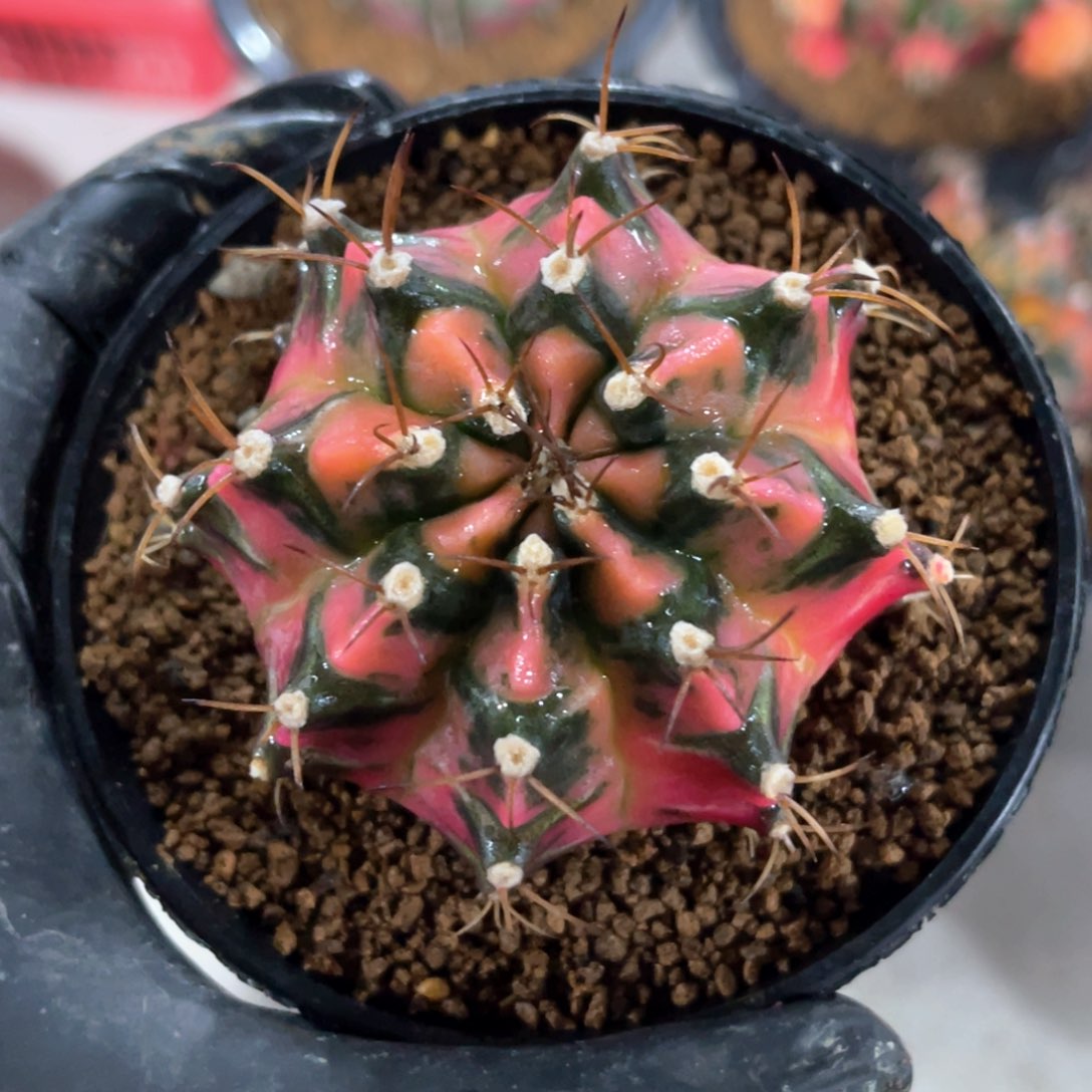 人**海专哈哈哈哈哈哈