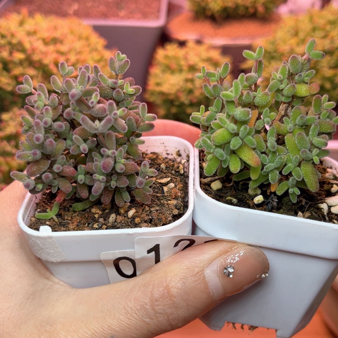 121糖球可爱多肉植物