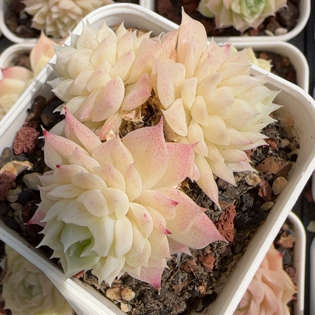 花语逸境0219-232散