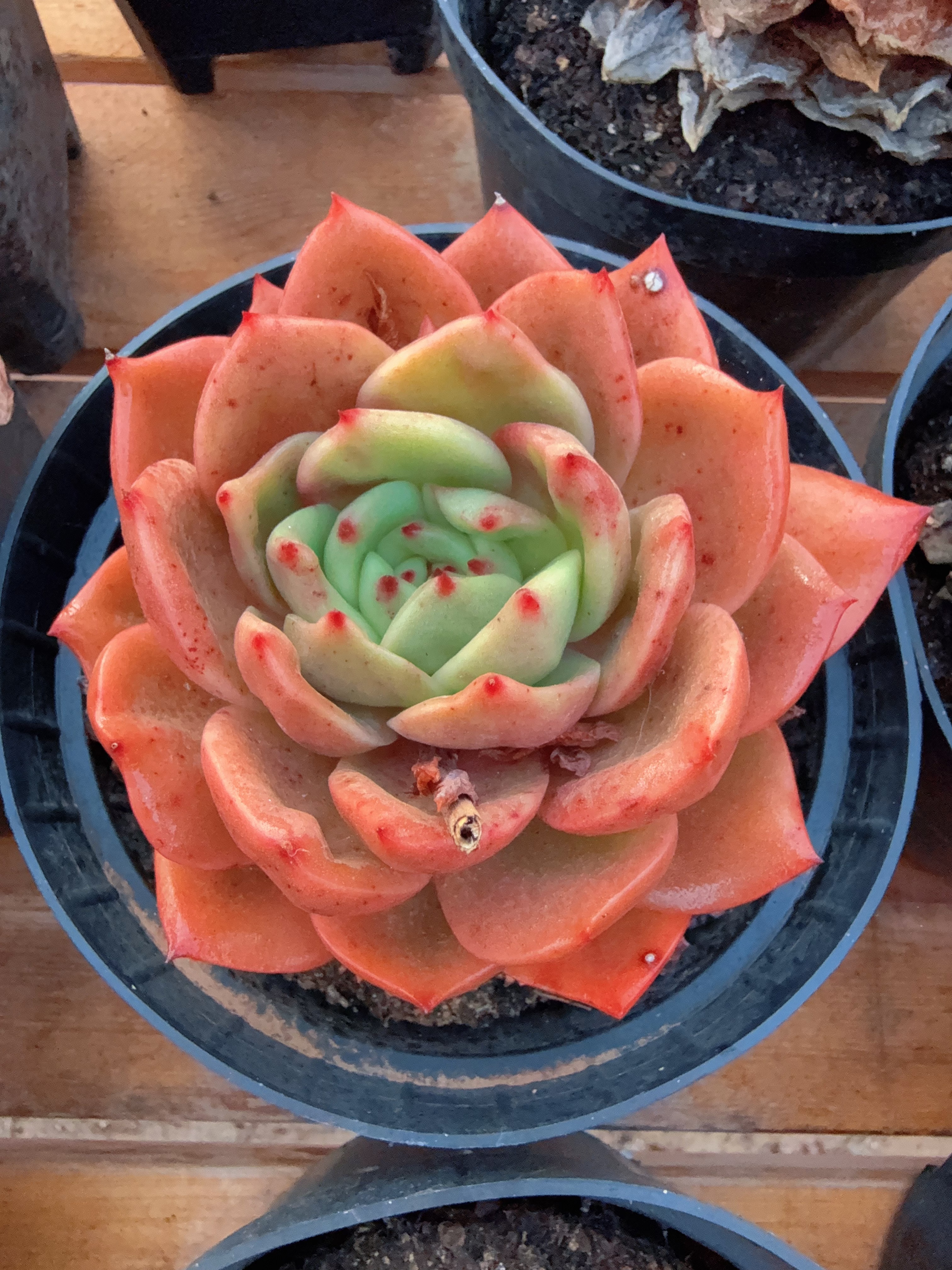 150#大狮子王单头（10-13cm）脱土