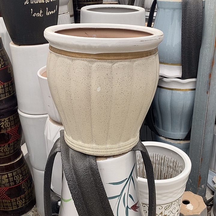 黄南瓜中口31高32福利