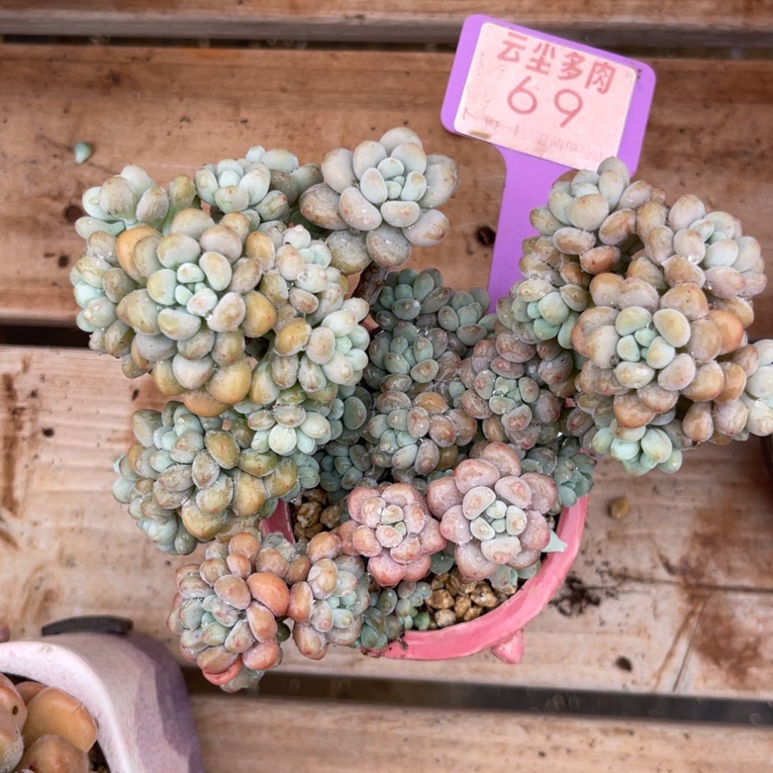 云尘多肉一物一拍69不含盆，