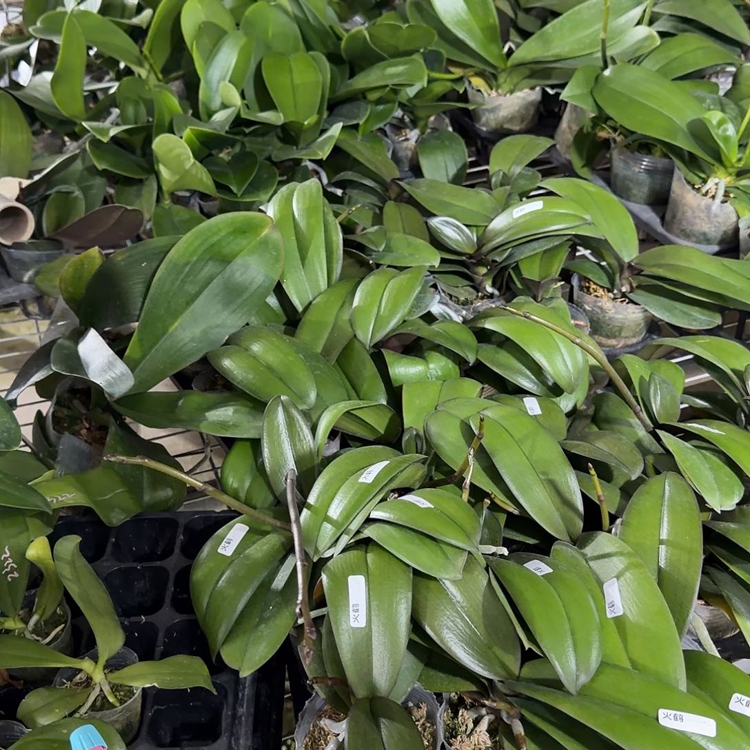 无花朵蝴蝶兰用特大拉蒙